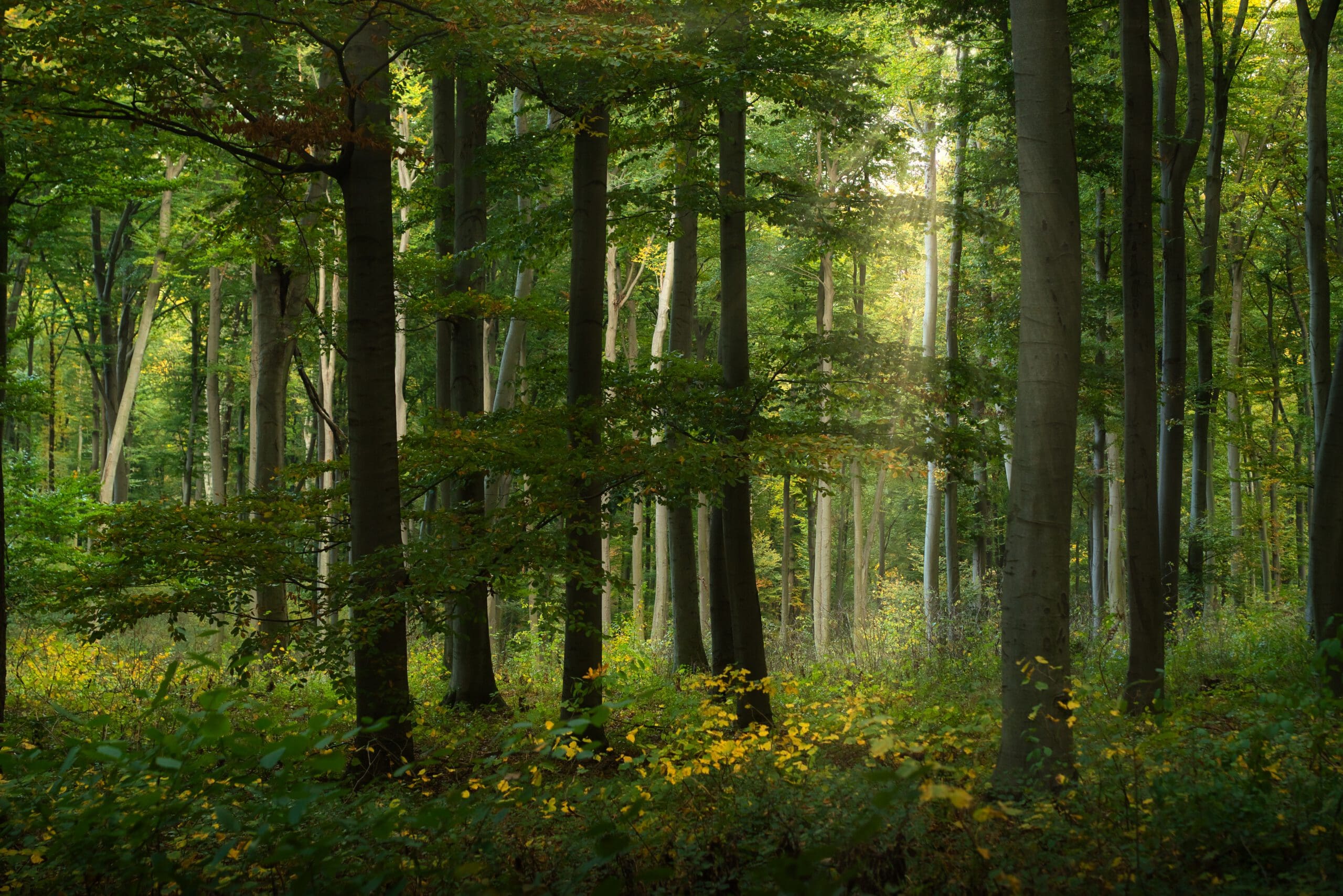 Forest with trees and yellow flowers.