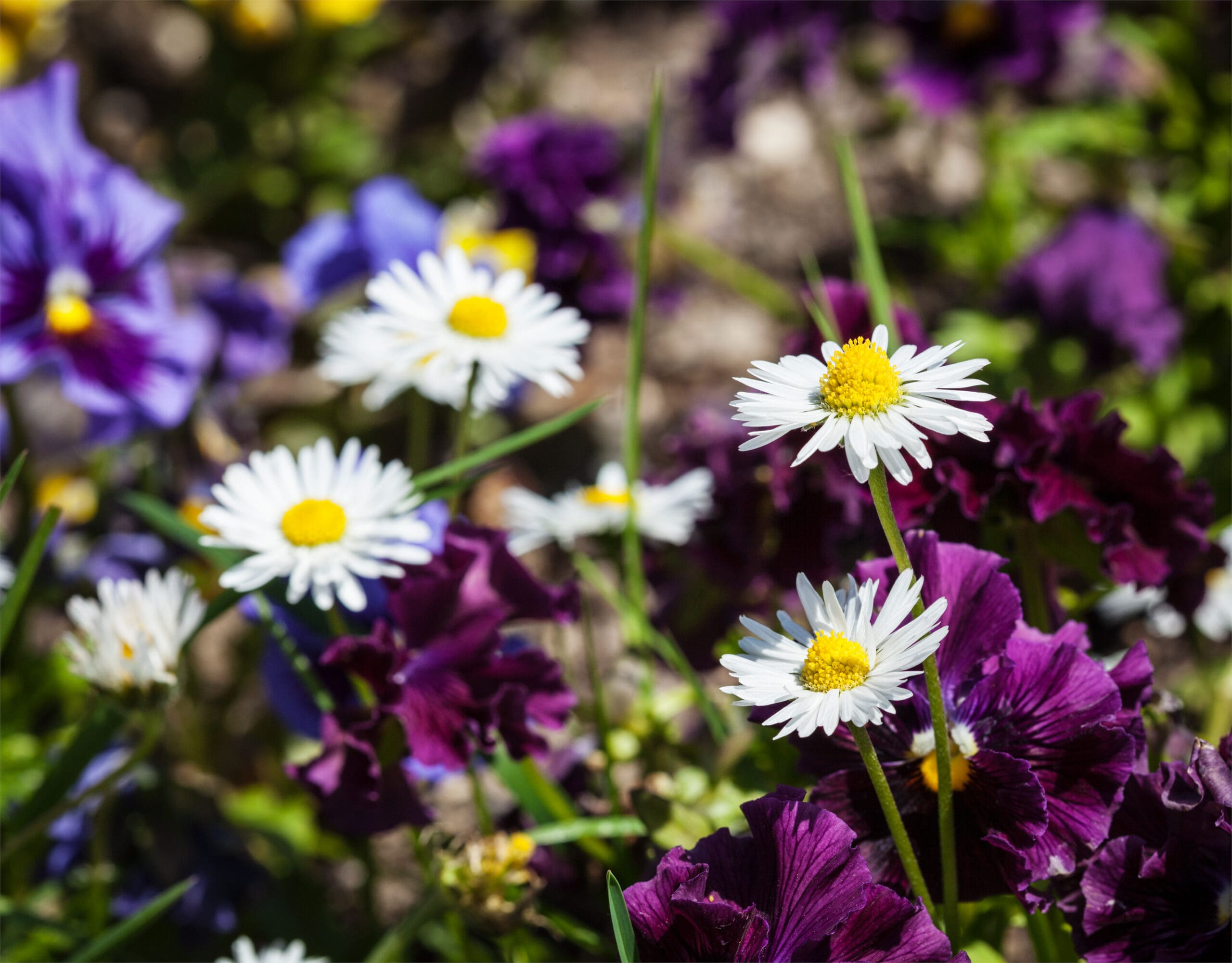 Blooming field flowers (camomile, viola tricolor) in spring.
