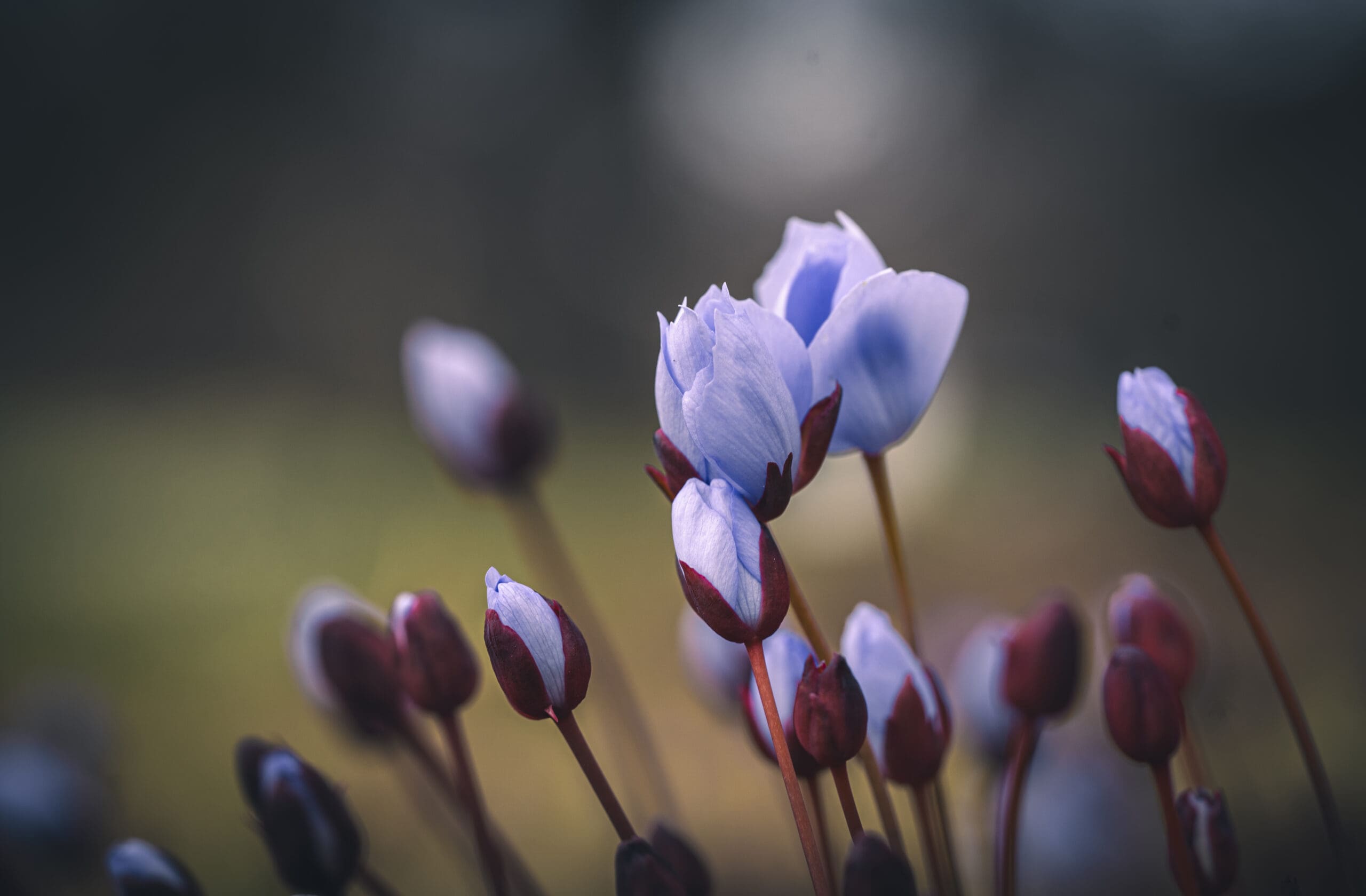 A closeup of Asian twinleaf flowers growing in a garden