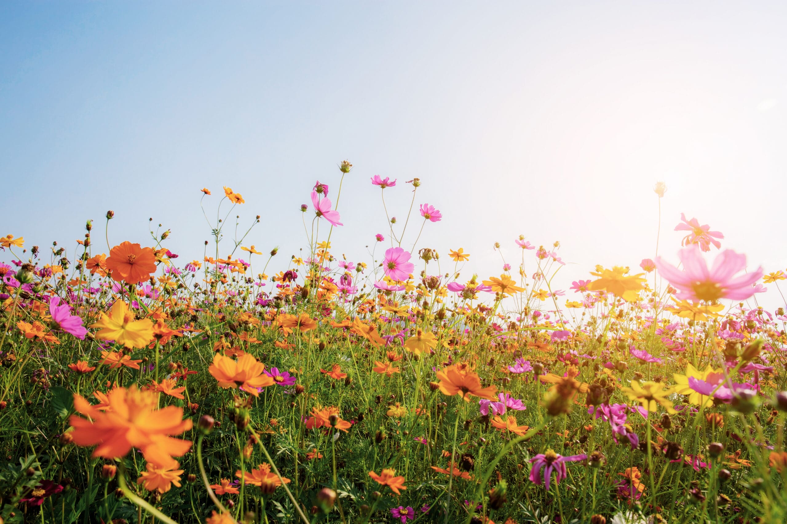 Cosmos on field with the colorful at sunset.