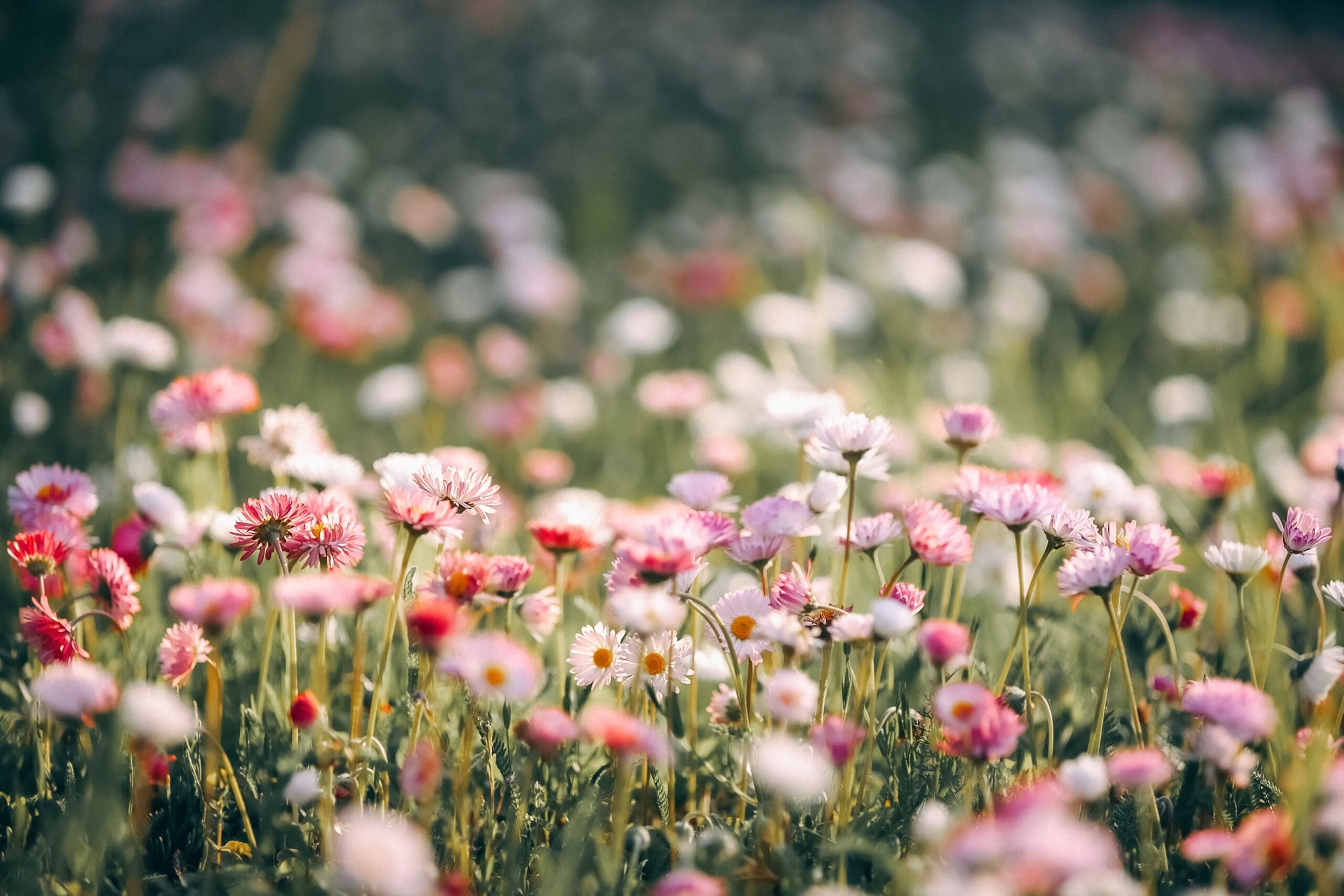 Pink and white flowers in a field