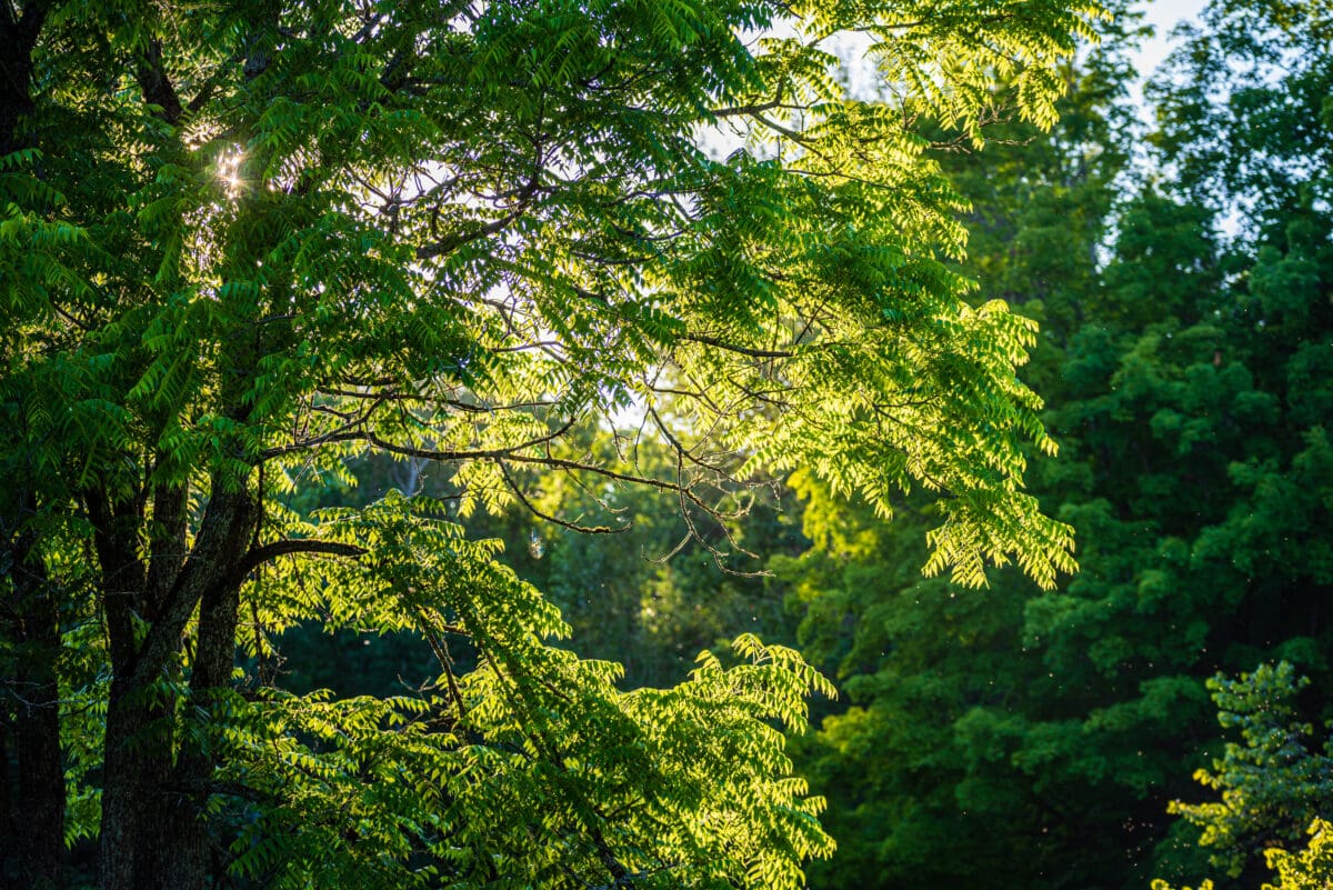 Sunshine lighting leaves of a tree