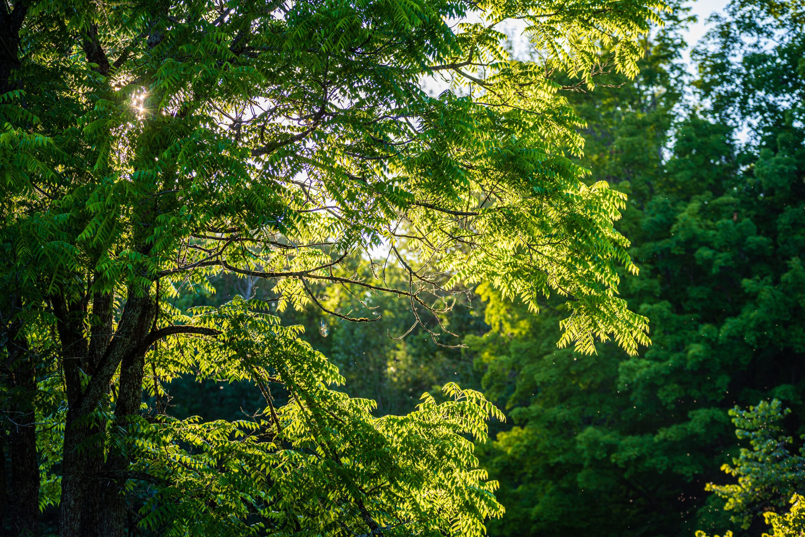 Sunshine lighting leaves of a tree
