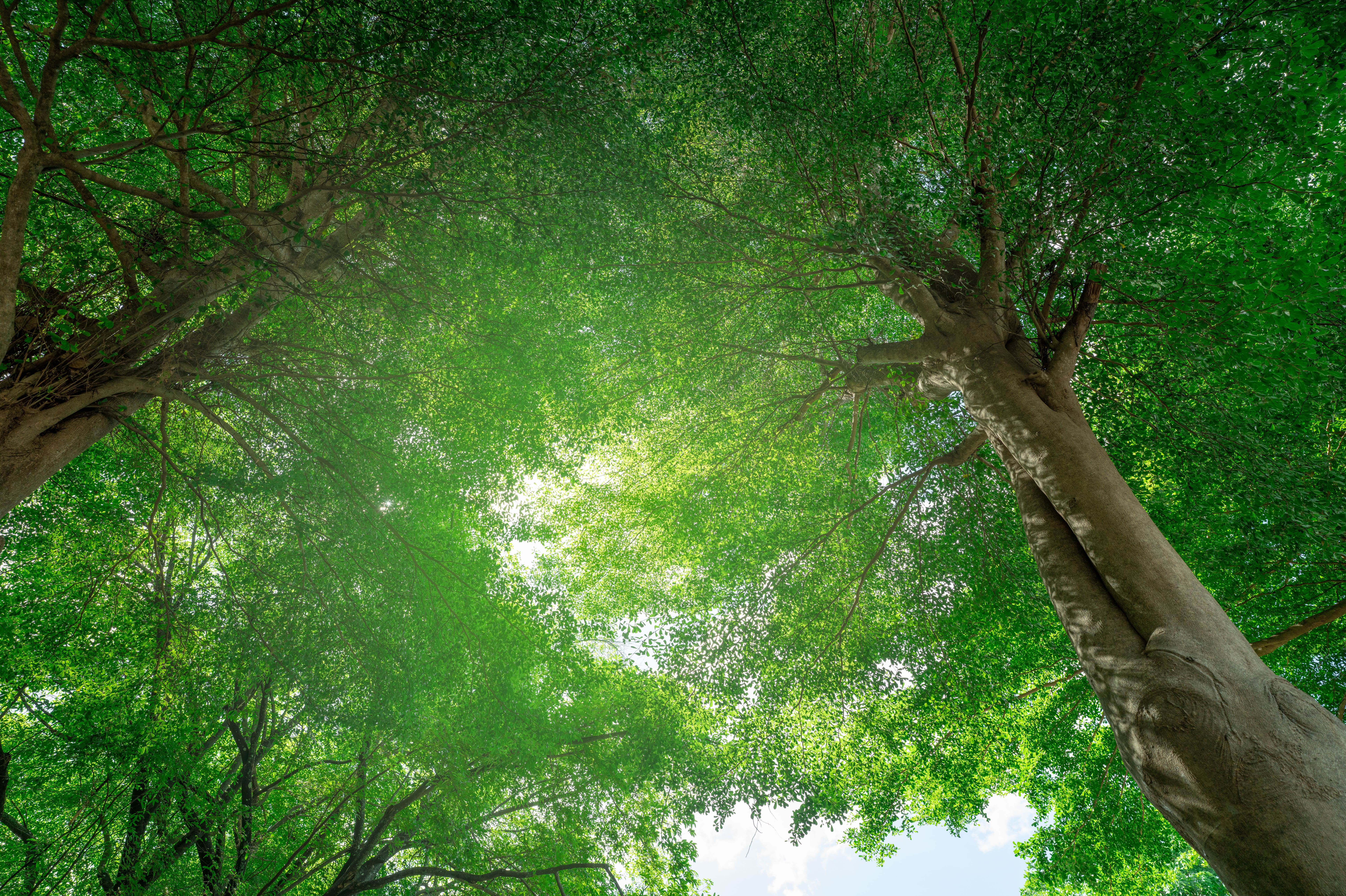 Tree canopy from the perspective of looking up