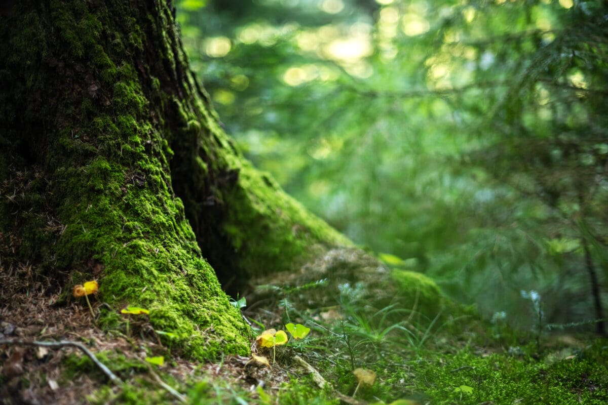 Green moss growing on the roots of a old tree trunk in a forest