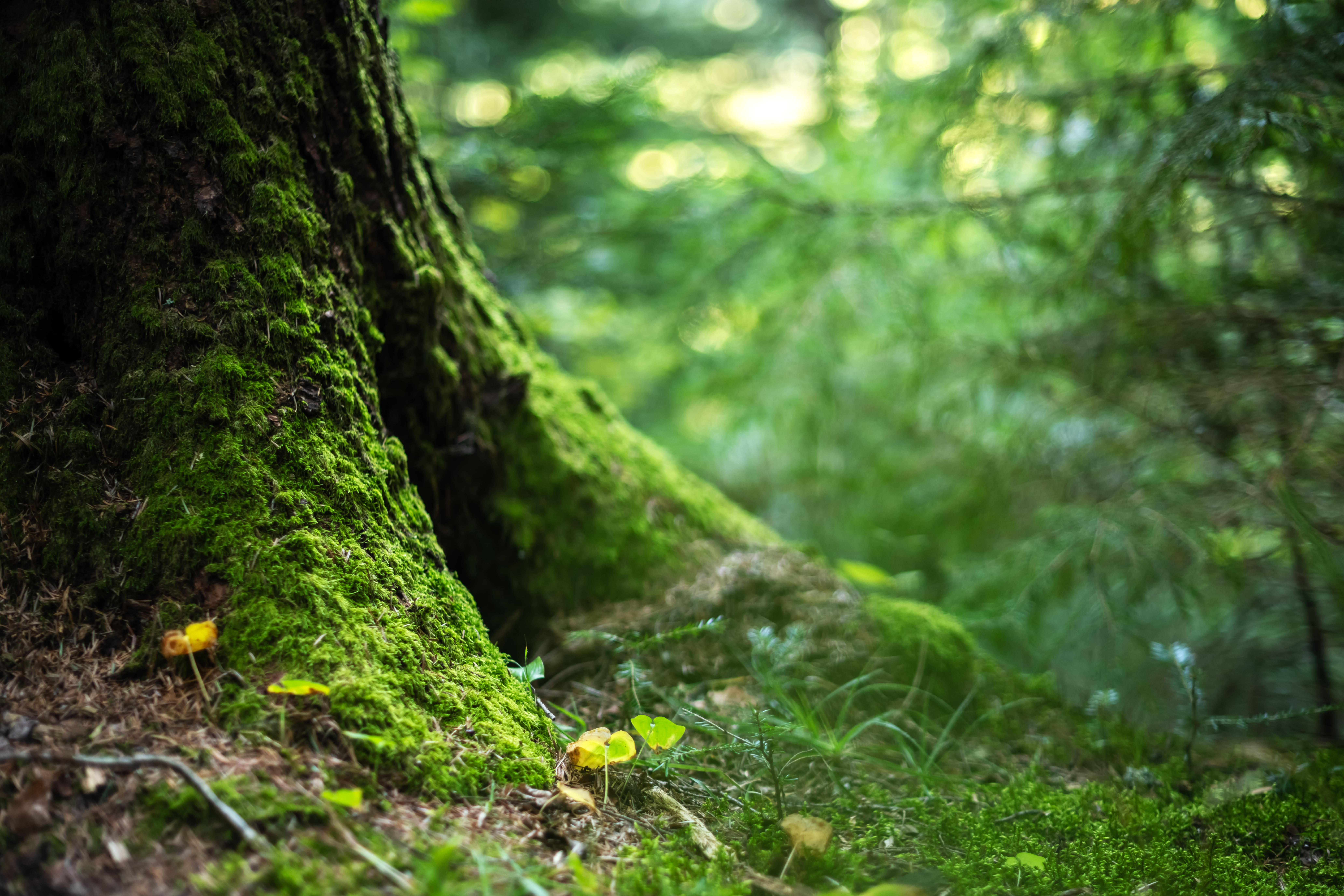 Green moss growing on the roots of a old tree trunk in a forest