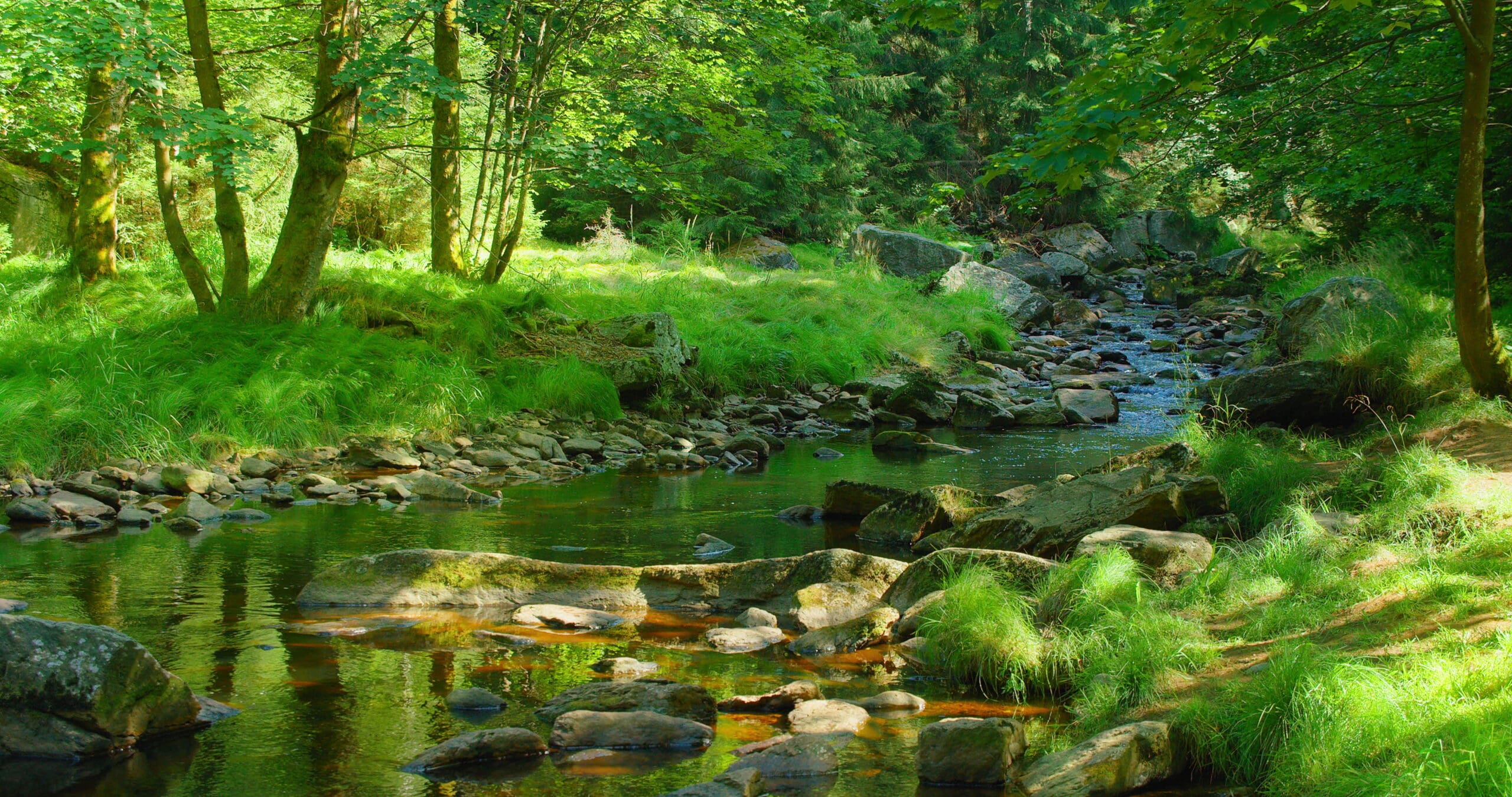 River surrounded by lush grass and trees