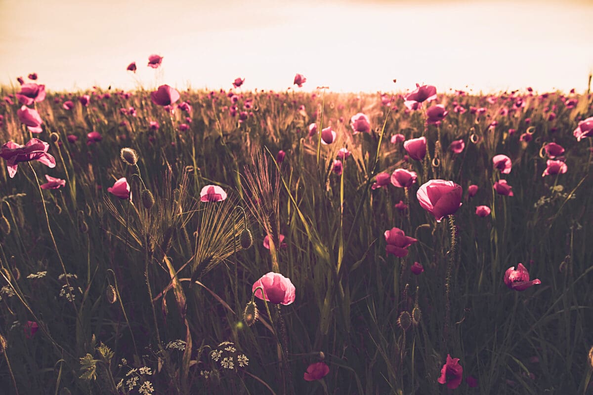 Poppy field at sunset