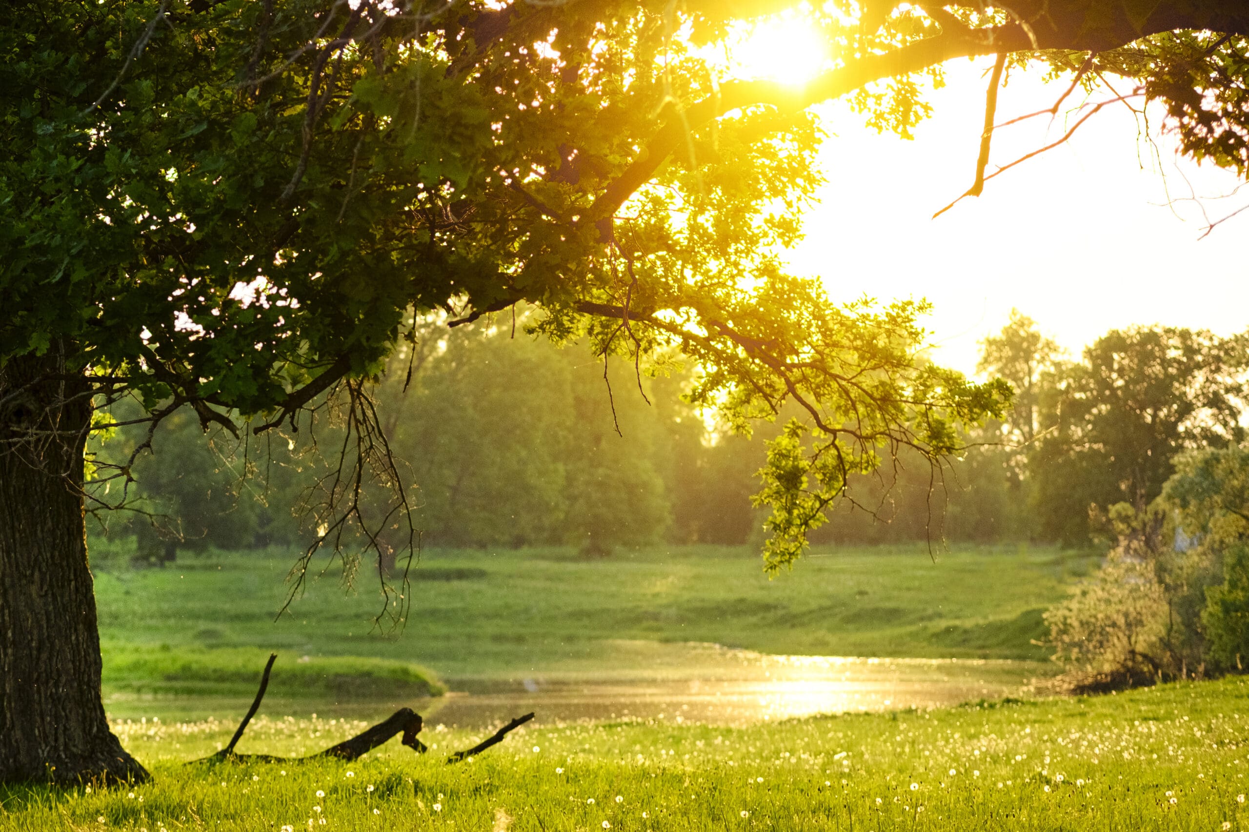 Oak tree framed by the sun beginning to set.