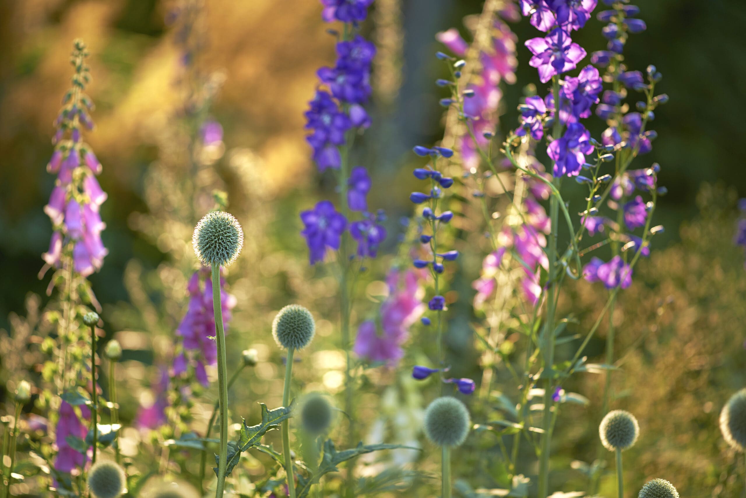 Globe Thistle flowers