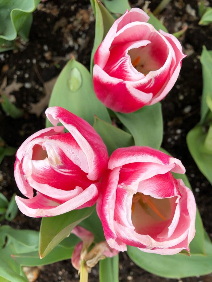 red and white tulips