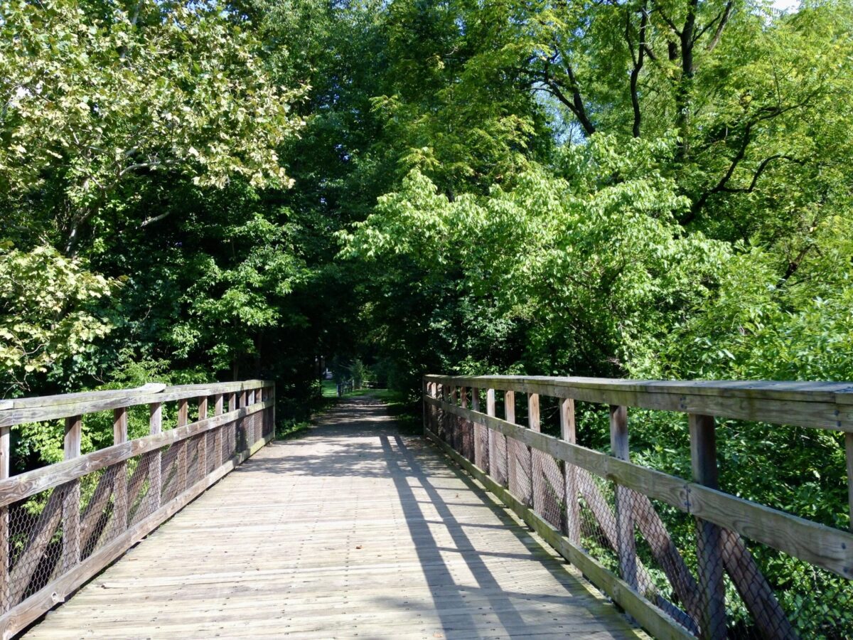 Wooden bridge with railings across dense green forest, sunlight filtering through leaves.